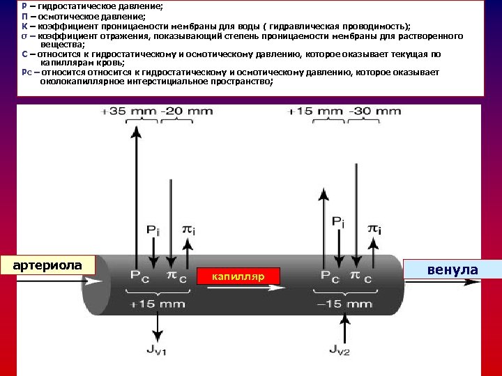 Р – гидростатическое давление; П – осмотическое давление; К – коэффициент проницаемости мембраны для