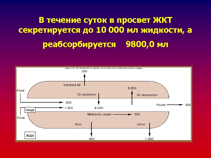 В течение суток в просвет ЖКТ секретируется до 10 000 мл жидкости, а реабсорбируется