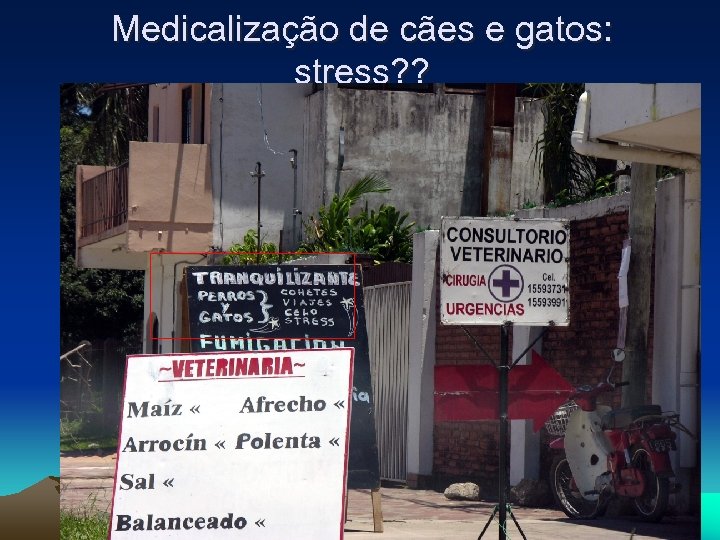 Medicalização de cães e gatos: stress? ? 