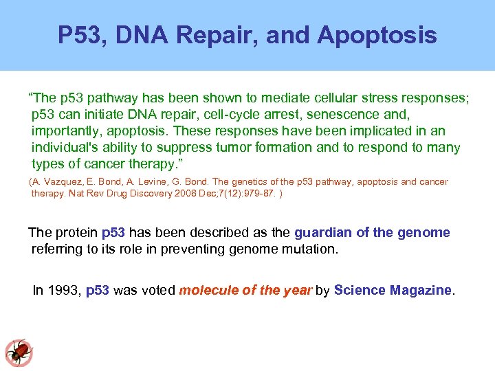 P 53, DNA Repair, and Apoptosis “The p 53 pathway has been shown to