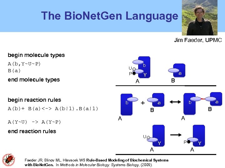 The Bio. Net. Gen Language Jim Faeder, UPMC begin molecule types A(b, Y~U~P) B(a)
