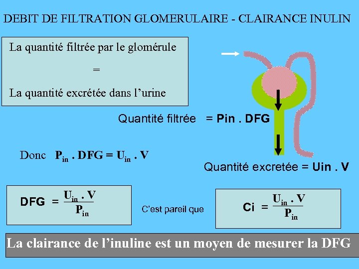 DEBIT DE FILTRATION GLOMERULAIRE - CLAIRANCE INULIN La quantité filtrée par le glomérule =