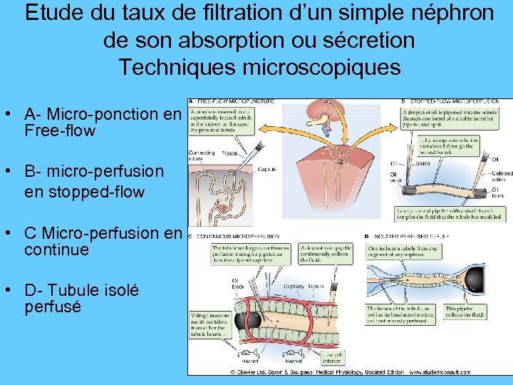 Etude du taux de filtration d’un simple néphron de son absorption ou sécretion Techniques