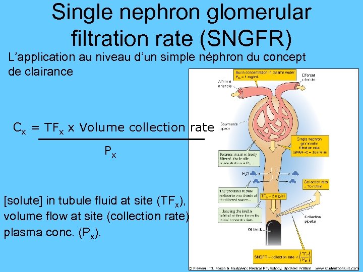 Single nephron glomerular filtration rate (SNGFR) L’application au niveau d’un simple néphron du concept