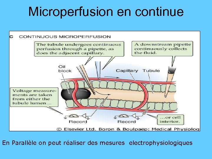 Microperfusion en continue En Parallèle on peut réaliser des mesures electrophysiologiques 