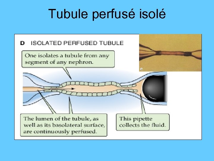 Tubule perfusé isolé 
