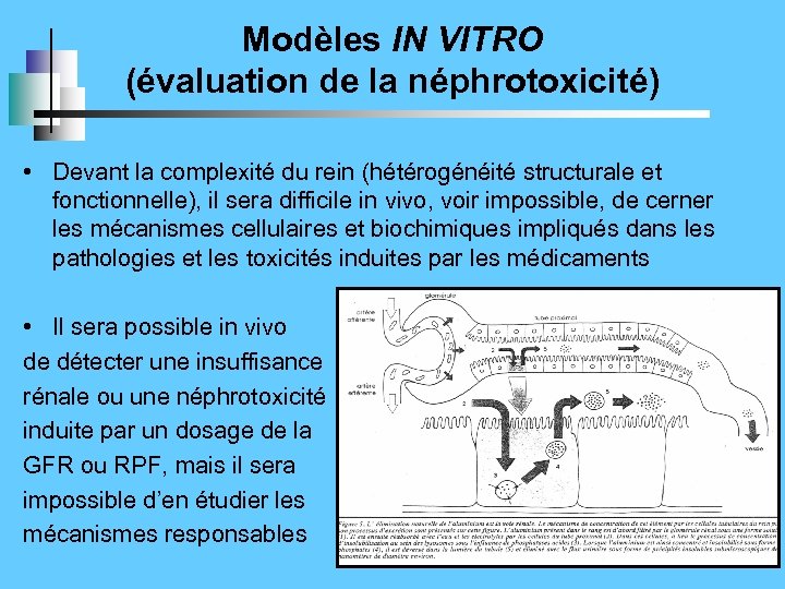 Modèles IN VITRO (évaluation de la néphrotoxicité) • Devant la complexité du rein (hétérogénéité