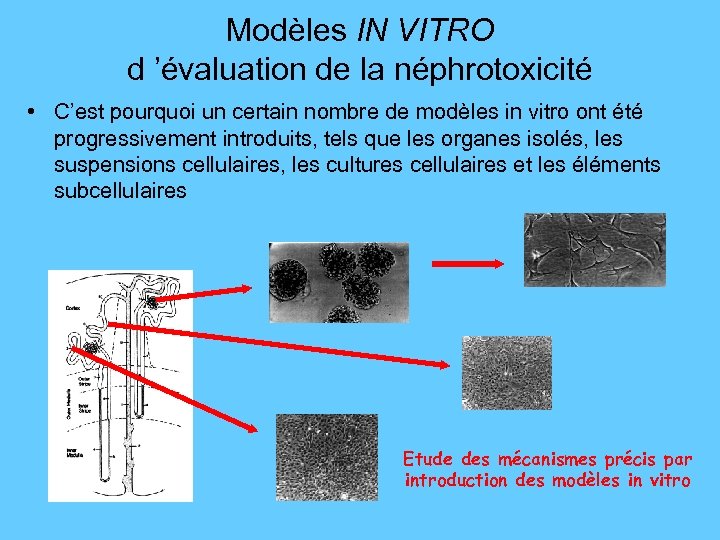 Modèles IN VITRO d ’évaluation de la néphrotoxicité • C’est pourquoi un certain nombre