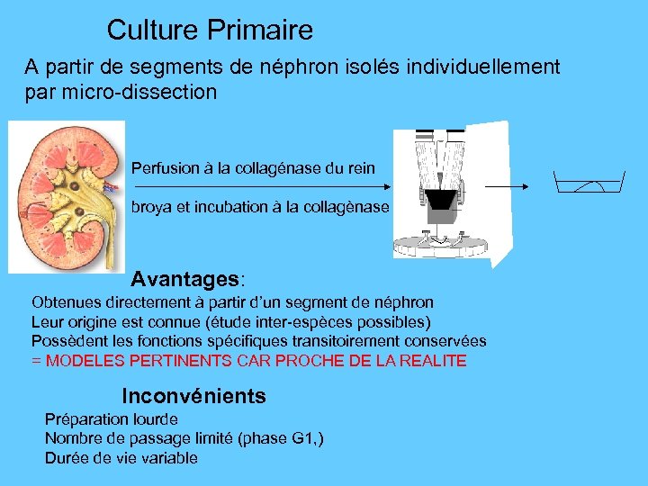 Culture Primaire A partir de segments de néphron isolés individuellement par micro-dissection Perfusion à