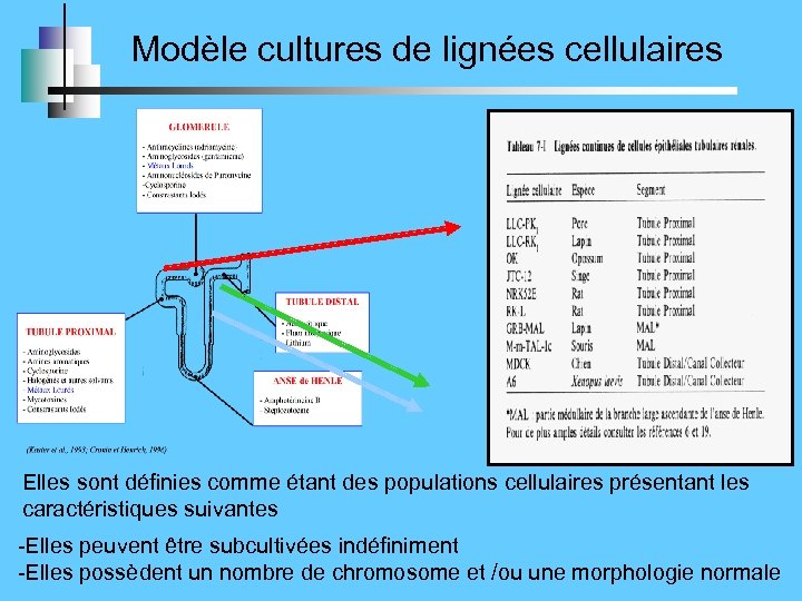 Modèle cultures de lignées cellulaires Elles sont définies comme étant des populations cellulaires présentant