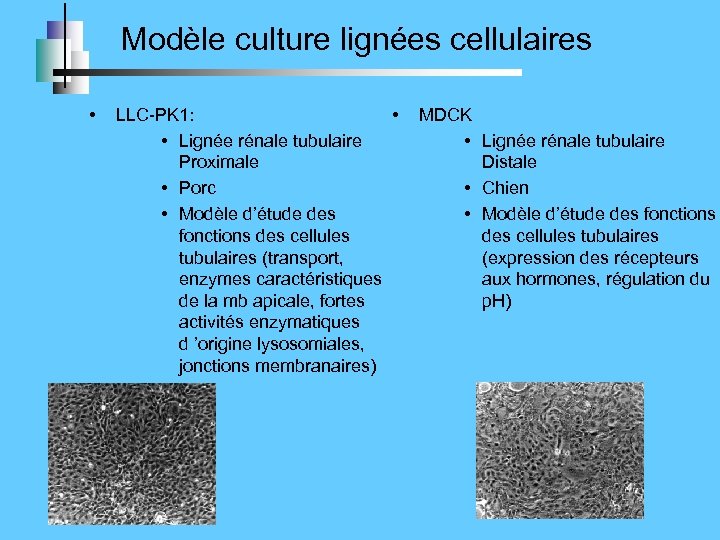 Modèle culture lignées cellulaires • • LLC-PK 1: • Lignée rénale tubulaire Proximale •