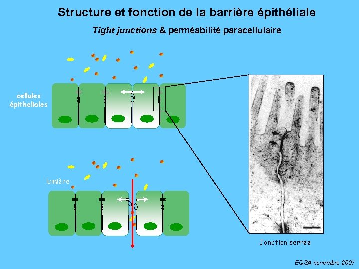 Structure et fonction de la barrière épithéliale Tight junctions & perméabilité paracellulaire cellules épitheliales