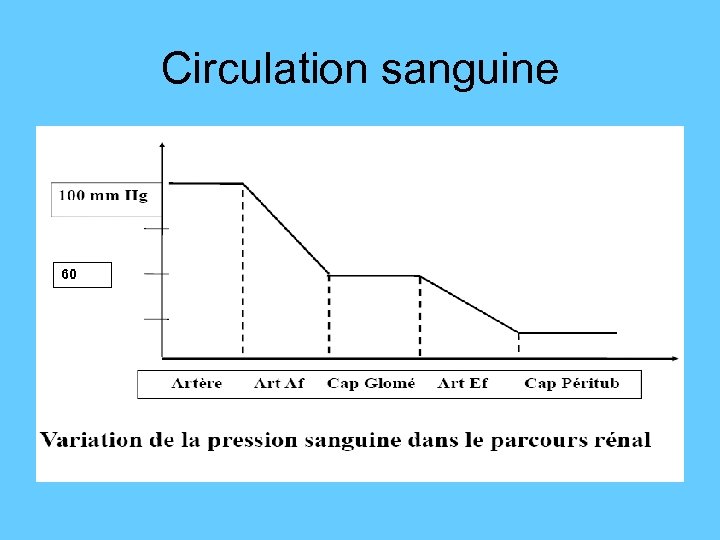 Circulation sanguine 60 