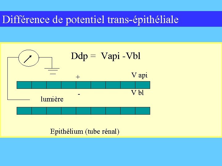 Différence de potentiel trans-épithéliale Ddp = Vapi -Vbl + lumière V api - V