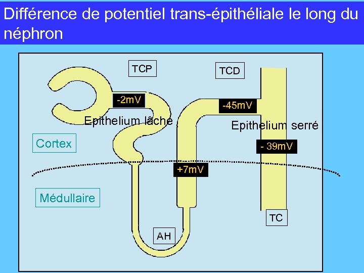 Différence de potentiel trans-épithéliale le long du POTENTIELLE TRANSEPITHELIAL LE LON DU NEPHRON néphron