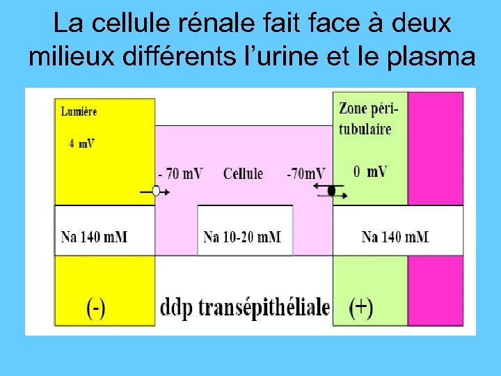 La cellule rénale fait face à deux milieux différents l’urine et le plasma 