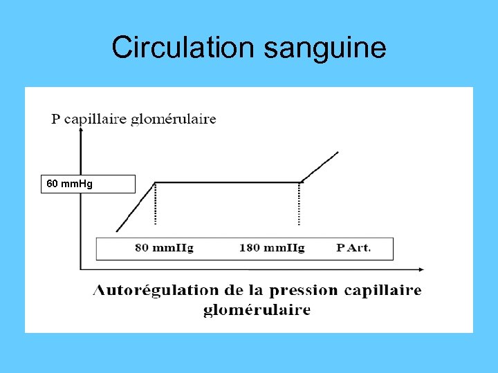 Circulation sanguine 60 mm. Hg 
