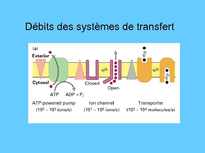 Débits des systèmes de transfert 