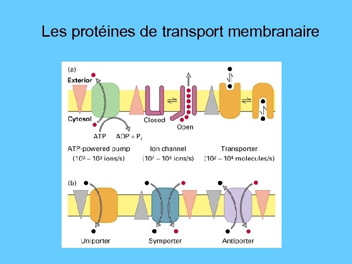 Les protéines de transport membranaire 