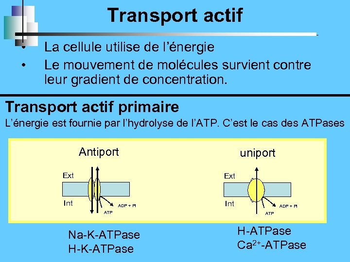 Transport actif • • La cellule utilise de l’énergie Le mouvement de molécules survient