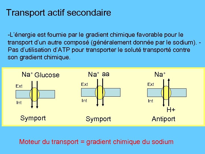 Transport actif secondaire -L’énergie est fournie par le gradient chimique favorable pour le transport