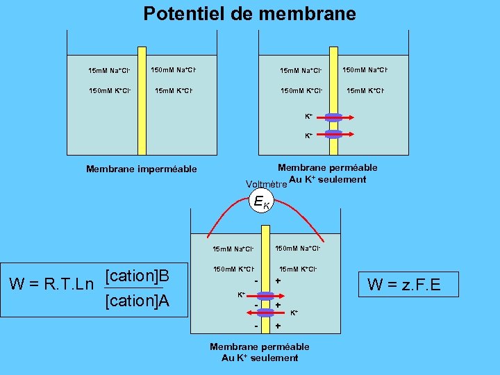Potentiel de membrane 15 m. M Na+Cl- 150 m. M K+Cl- 15 m. M