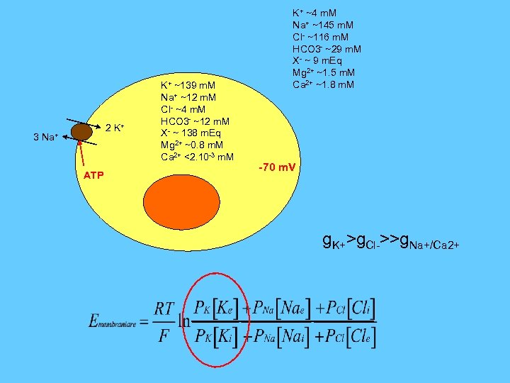2 K+ 3 Na+ ATP K+ ~139 m. M Na+ ~12 m. M Cl-