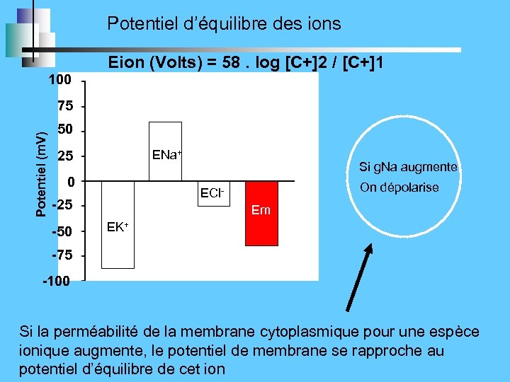 Potentiel d’équilibre des ions 100 Eion (Volts) = 58. log [C+]2 / [C+]1 Potentiel