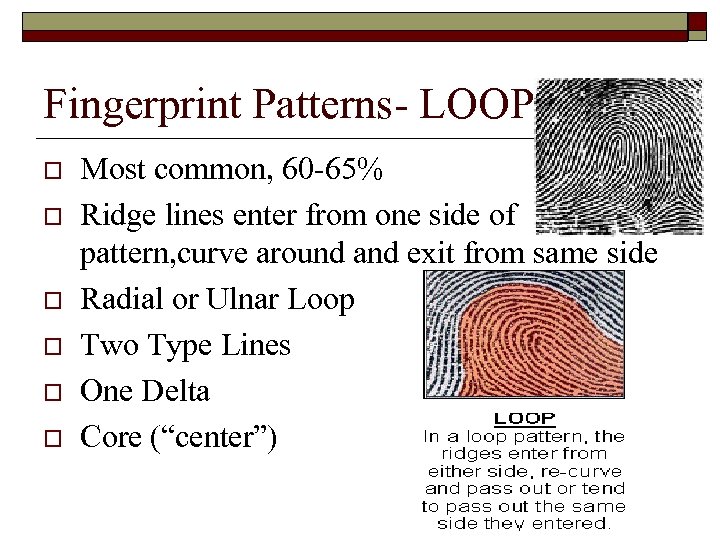 Fingerprint Patterns- LOOP o o o Most common, 60 -65% Ridge lines enter from