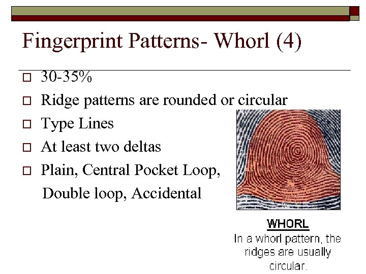 Fingerprint Patterns- Whorl (4) o o o 30 -35% Ridge patterns are rounded or