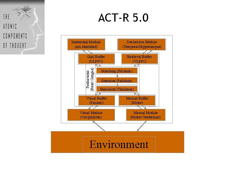 ACT-R 5. 0 Intentional Module (not identified) Declarative Module (Temporal/Hippocampus) Productions (Basal Ganglia) Goal