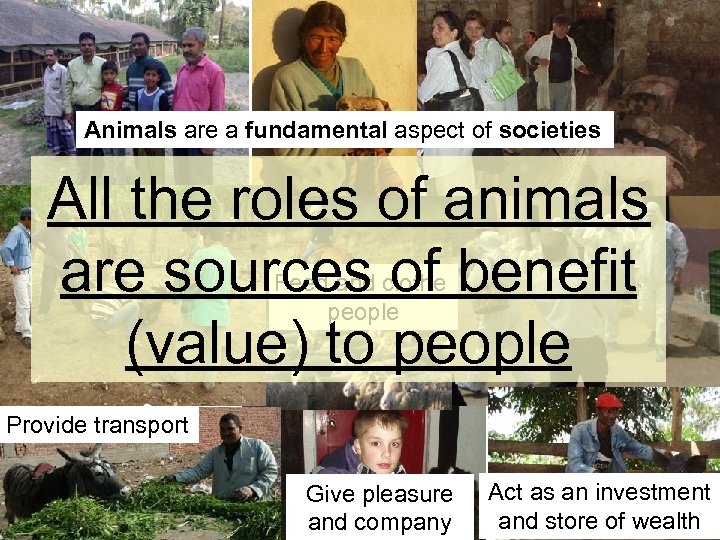 Animals are a fundamental aspect of societies All the roles of animals are sources