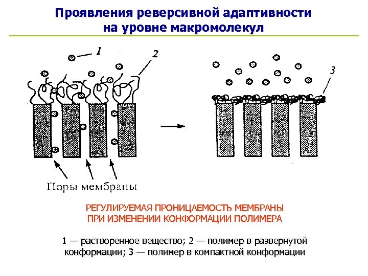 Проявления реверсивной адаптивности на уровне макромолекул РЕГУЛИРУЕМАЯ ПРОНИЦАЕМОСТЬ МЕМБРАНЫ ПРИ ИЗМЕНЕНИИ КОНФОРМАЦИИ ПОЛИМЕРА 1