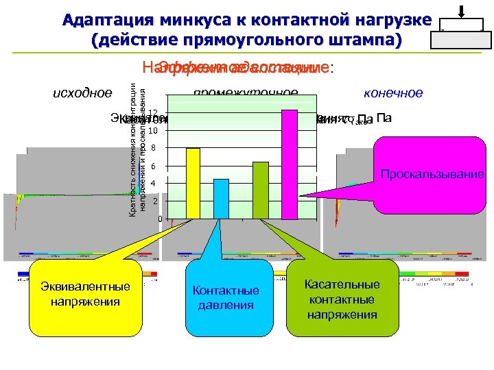 Адаптация минкуса к контактной нагрузке (действие прямоугольного штампа) исходное Кратность снижения концентрации напряжений и