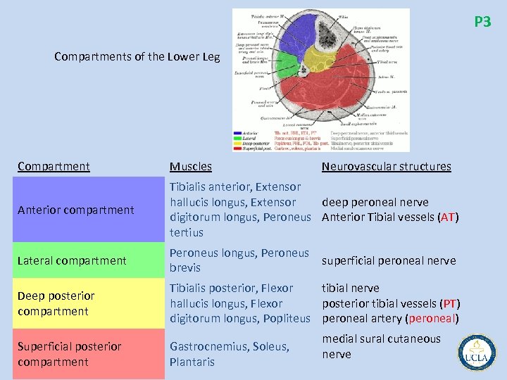 P 3 Compartments of the Lower Leg Compartment Muscles Neurovascular structures Anterior compartment Tibialis