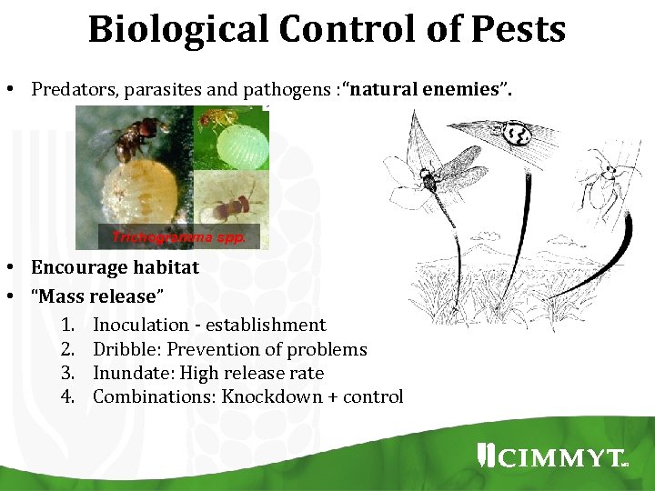 Biological Control of Pests • Predators, parasites and pathogens : “natural enemies”. Trichogramma spp.