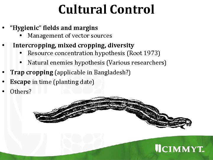 Cultural Control • “Hygienic” fields and margins • Management of vector sources • Intercropping,