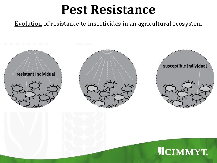 Pest Resistance Evolution of resistance to insecticides in an agricultural ecosystem 