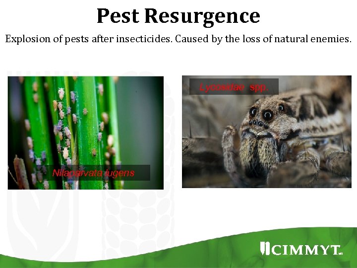 Pest Resurgence Explosion of pests after insecticides. Caused by the loss of natural enemies.