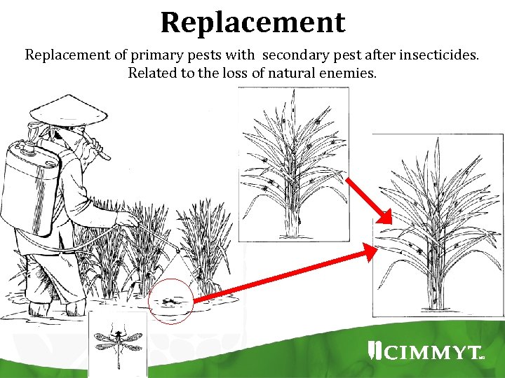 Replacement of primary pests with secondary pest after insecticides. Related to the loss of