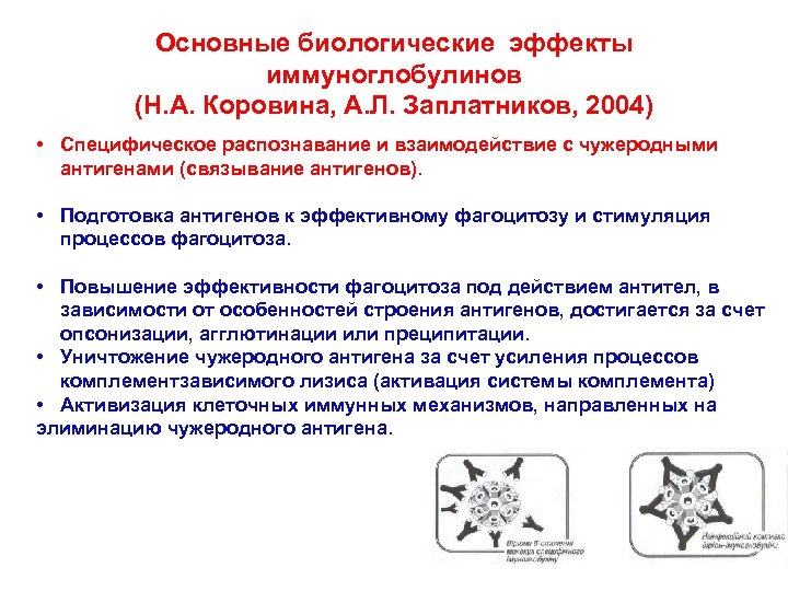 Основные биологические эффекты иммуноглобулинов (Н. А. Коровина, А. Л. Заплатников, 2004) • Специфическое распознавание