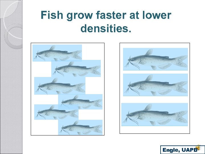 Fish grow faster at lower densities. Engle, UAPB 