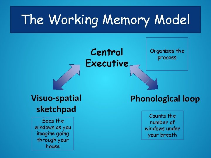 The Working Memory Model Central Executive Visuo-spatial sketchpad Sees the windows as you imagine