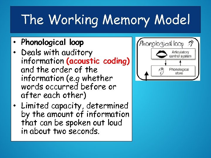 The Working Memory Model • Phonological loop • Deals with auditory information (acoustic coding)