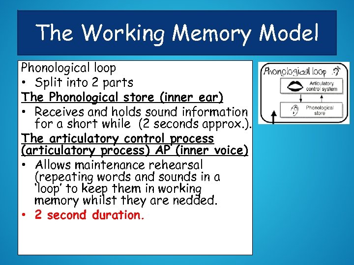 The Working Memory Model Phonological loop • Split into 2 parts The Phonological store