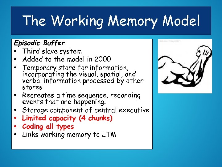 The Working Memory Model Episodic Buffer • Third slave system • Added to the