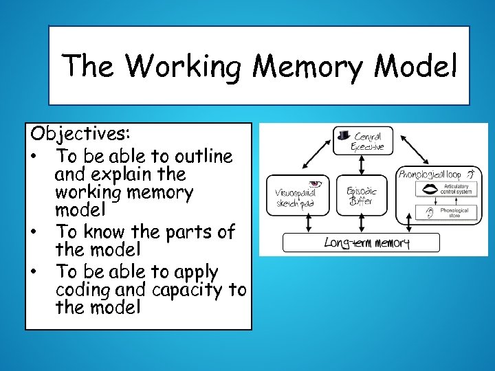 The Working Memory Model Objectives: • To be able to outline and explain the