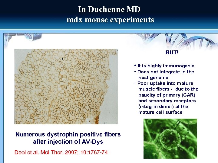 In Duchenne MD mdx mouse experiments BUT! • It is highly immunogenic • Does
