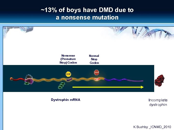~13% of boys have DMD due to a nonsense mutation Nonsense (Premature Stop) Codon