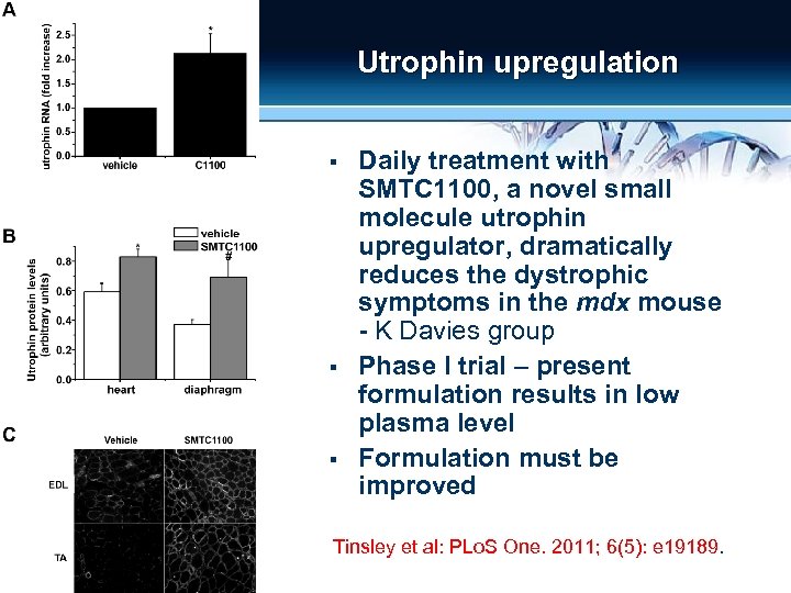 Utrophin upregulation § § § Daily treatment with SMTC 1100, a novel small molecule